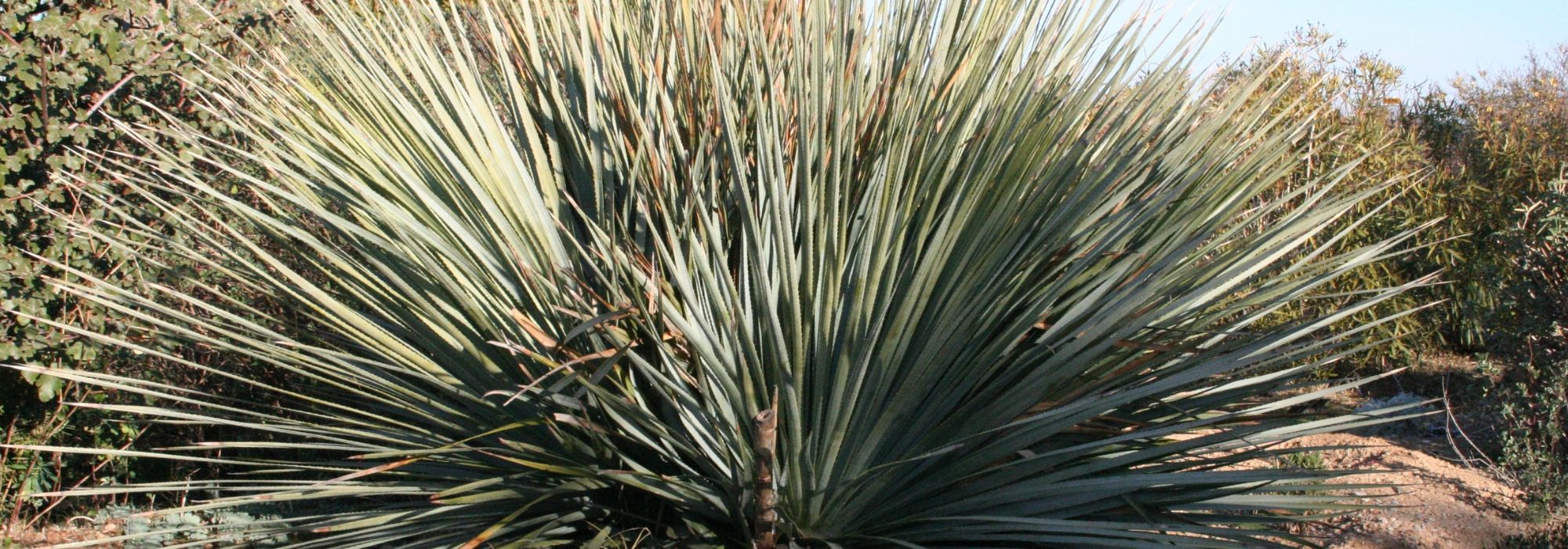 Dasylirion: plantar, cultivar y cuidar