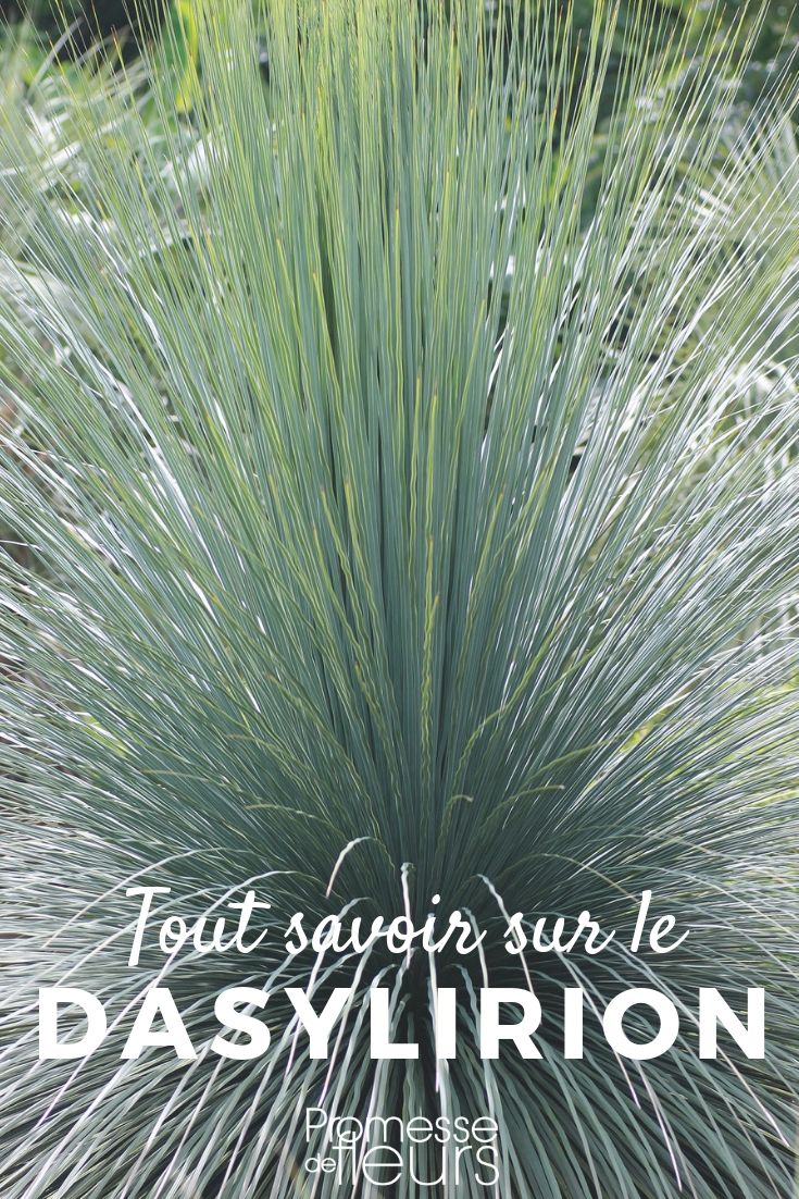 **Dasylirion: plantar, podar y cuidar**

El Dasylirion es una planta suculenta de aspecto exótico que aporta un toque de elegancia y rusticidad a tu jardín. Originario de las regiones áridas de México y el suroeste de Estados Unidos, este género de plantas es conocido por su resistencia y su fácil mantenimiento. Si estás pensando en incorporar un Dasylirion a tu espacio verde, aquí te ofrecemos una guía completa sobre cómo plantarlo, podarlo y cuidarlo.

### **Plantar el Dasylirion**

1. **Elección del lugar**:  
   El Dasylirion prefiere lugares soleados y bien drenados. Asegúrate de que el suelo no retenga agua en exceso, ya que esto podría provocar la pudrición de las raíces. Si tu suelo es arcilloso, considera añadir arena o grava para mejorar el drenaje.

2. **Preparación del suelo**:  
   Cava un hoyo dos veces más ancho que el cepellón de la planta. Mezcla el suelo extraído con un poco de compost o sustrato para plantas suculentas para enriquecerlo.

3. **Plantación**:  
   Coloca el Dasylirion en el hoyo, asegurándote de que la base de la planta quede al nivel del suelo. Rellena con la mezcla de tierra y compacta ligeramente. Riega moderadamente después de la plantación para ayudar a que las raíces se establezcan.

### **Podar el Dasylirion**

El Dasylirion no requiere una poda frecuente, pero es recomendable retirar las hojas secas o dañadas para mantener su aspecto saludable. Sigue estos pasos:

1. **Herramientas**:  
   Utiliza unas tijeras de podar limpias y afiladas para evitar dañar la planta.

2. **Eliminación de hojas muertas**:  
   Corta las hojas secas o marrones desde la base, lo más cerca posible del tronco. Esto no solo mejora la apariencia de la planta, sino que también previene la acumulación de plagas.

3. **Forma y tamaño**:  
   Si deseas controlar el tamaño de la planta, puedes recortar las puntas de las hojas, pero hazlo con moderación para no afectar su crecimiento natural.

### **Cuidados del Dasylirion**

1. **Riego**:  
   El Dasylirion es una planta resistente a la sequía. Riega moderadamente durante los meses más cálidos, permitiendo que el suelo se seque completamente entre riegos. En invierno, reduce el riego al mínimo.

2. **Fertilización**:  
   Aplica un fertilizante equilibrado para plantas suculentas una vez al año, preferiblemente en primavera, para estimular su crecimiento.

3. **Protección contra el frío**:  
   Aunque el Dasylirion es resistente, en regiones con inviernos muy fríos es recomendable protegerlo con un acolchado en la base o cubrirlo con un paño térmico durante las heladas intensas.

4. **Plagas y enfermedades**:  
   Esta planta es bastante resistente a plagas, pero vigila la presencia de cochinillas o ácaros. Si aparecen, trata la planta con un insecticida natural o jabón potásico.

Con estos consejos, tu Dasylirion crecerá sano y fuerte, convirtiéndose en un elemento destacado de tu jardín. ¡Disfruta de su belleza y su bajo mantenimiento! ????✨