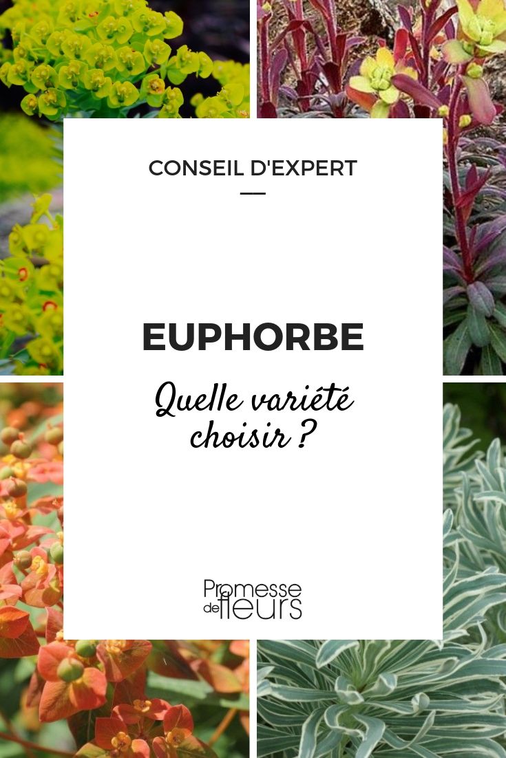 Euphorbia: guía para elegir la variedad adecuada