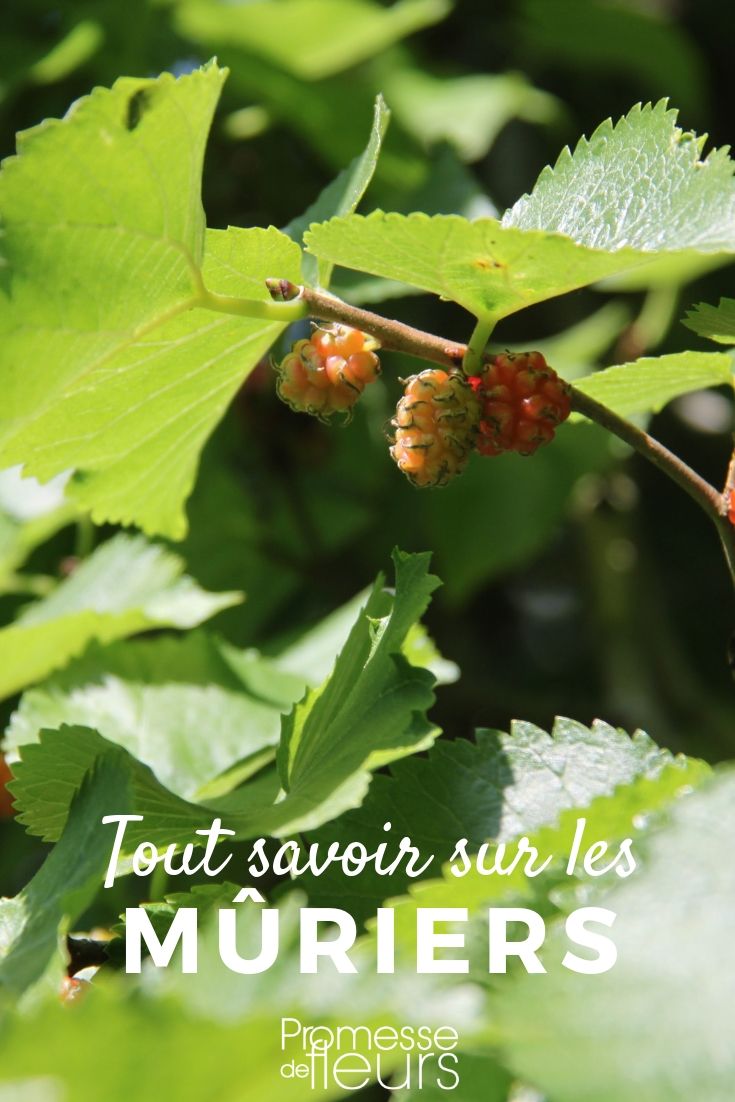 **Morus: Todo lo que necesitas saber**

El género *Morus*, comúnmente conocido como morera, incluye árboles y arbustos que son apreciados tanto por su valor ornamental como por sus frutos comestibles. Estas plantas son originarias de regiones templadas y subtropicales de Asia, África y América, y se han cultivado durante siglos por sus hojas, que son el alimento principal de los gusanos de seda, y por sus deliciosas moras.

### Características principales
- **Hojas**: Las hojas de la morera son alternas, simples y a menudo lobuladas. Son de un verde brillante y pueden cambiar de color en otoño, ofreciendo un espectáculo visual.
- **Flores**: Las flores son pequeñas y poco llamativas, generalmente de color verde o blanco. Aparecen en primavera.
- **Frutos**: Las moras son frutos compuestos que varían en color desde el blanco hasta el rojo y el negro. Son dulces y jugosos, ideales para consumir frescos o en mermeladas.

### Cultivo
- **Clima**: Las moreras prefieren climas templados, aunque algunas especies pueden adaptarse a condiciones más frías o cálidas.
- **Suelo**: Prefieren suelos bien drenados y ricos en materia orgánica. Son bastante tolerantes a diferentes tipos de suelo, siempre que no estén encharcados.
- **Riego**: Necesitan riego regular, especialmente durante los primeros años de crecimiento y en períodos de sequía.
- **Poda**: La poda es importante para mantener la forma del árbol y promover la producción de frutos. Se recomienda podar en invierno, cuando el árbol está en reposo.

### Usos
- **Alimentación**: Las moras son ricas en vitaminas y antioxidantes. Se pueden consumir frescas, en jugos, mermeladas o postres.
- **Jardinería**: Las moreras son excelentes árboles de sombra y pueden ser utilizadas en jardines urbanos debido a su resistencia a la contaminación.
- **Sericultura**: Las hojas de la morera blanca (*Morus alba*) son el alimento principal de los gusanos de seda, lo que las hace esenciales en la producción de seda.

### Variedades populares
- **Morus alba**: Conocida como morera blanca, produce frutos blancos o rosados.
- **Morus nigra**: La morera negra, con frutos de color oscuro y sabor más intenso.
- **Morus rubra**: La morera roja, nativa de América del Norte, con frutos rojos o morados.

### Consejos de cuidado
- **Protección contra plagas**: Aunque son resistentes, pueden ser afectadas por plagas como pulgones y cochinillas. Usa métodos orgánicos para controlarlas.
- **Fertilización**: Aplica un fertilizante equilibrado en primavera para promover un crecimiento saludable y una buena producción de frutos.

Las moreras son plantas versátiles y gratificantes que pueden ofrecer tanto belleza como beneficios prácticos en tu jardín. Con los cuidados adecuados, disfrutarás de su sombra, sus frutos y su valor ornamental durante muchos años.