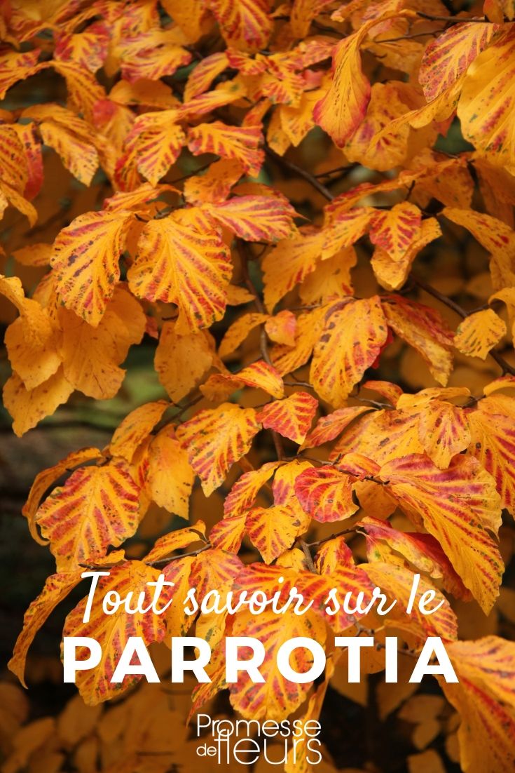 árbol de hierro: todo lo que necesitas saber