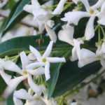 10 plantas trepadoras para pleno sol