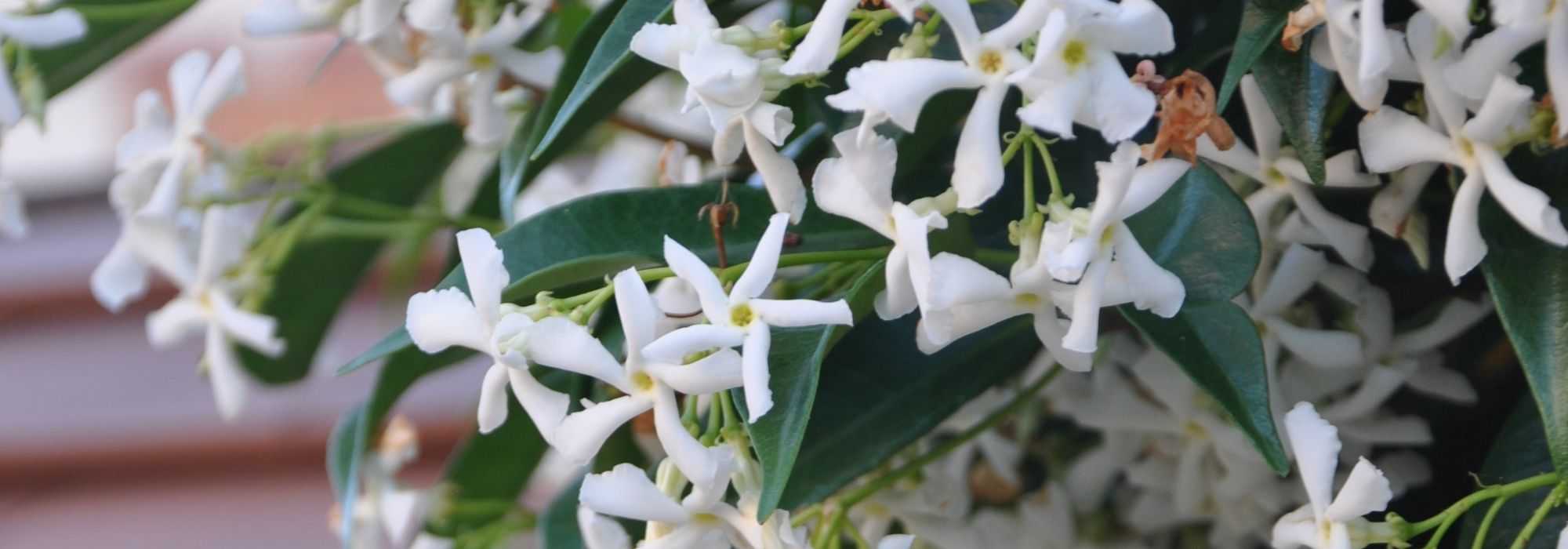 10 plantas trepadoras para pleno sol