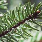 Principales enfermedades y plagas de las coníferas