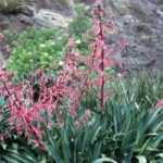 Beschorneria: plantación y cuidados