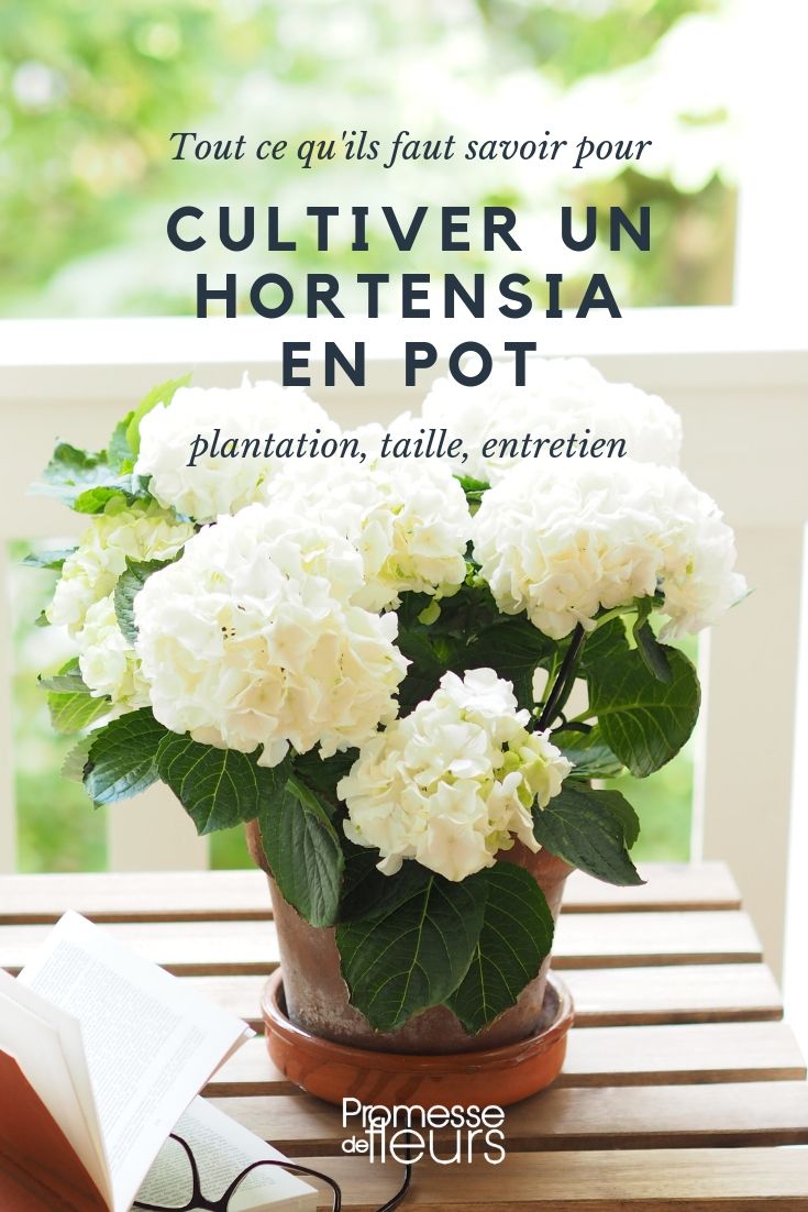 Hortensia en maceta: plantación, cultivo