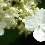 Hortensia blanca: las mejores variedades