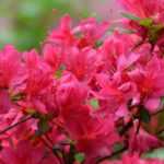 Rododendros enanos y azaleas: las mejores variedades
