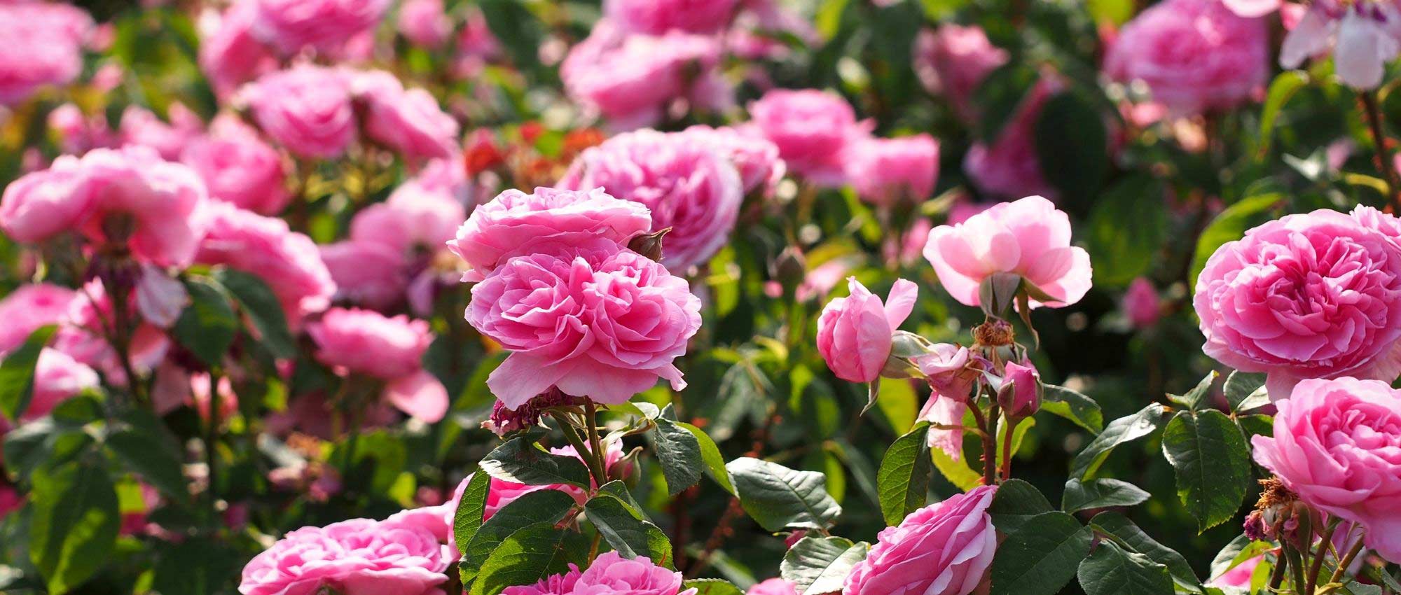 ¿Qué es un rosal trepador?