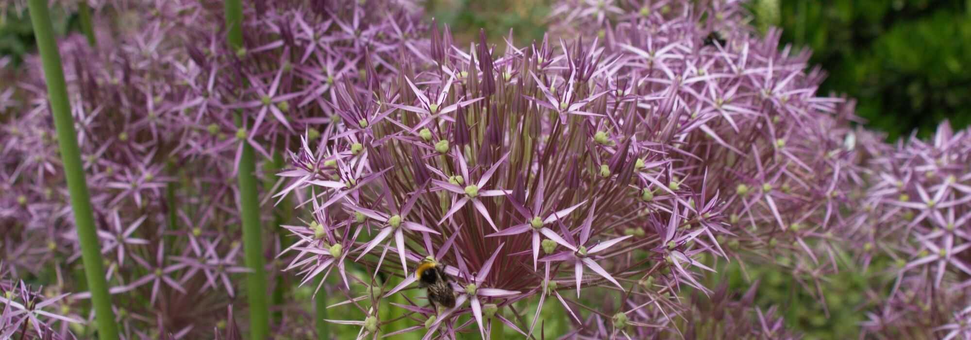 Allium, ajo ornamental: 10 variedades imprescindibles