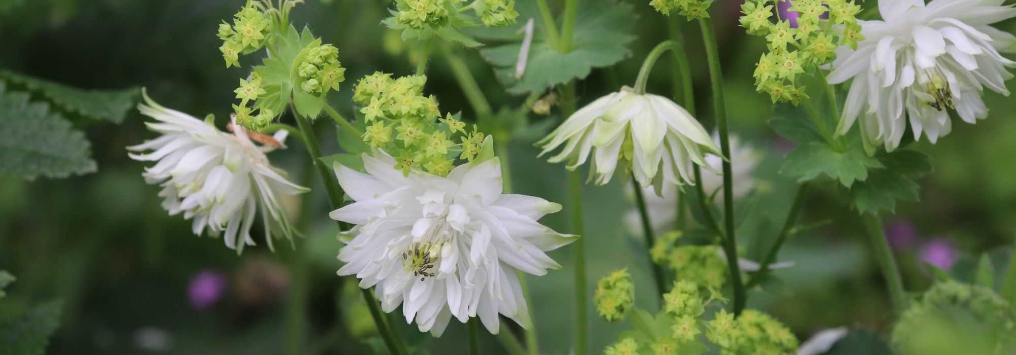 Aguileña: 5 ideas de asociaciones exitosas