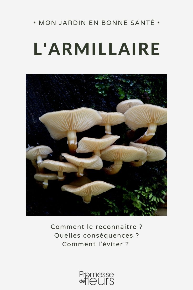 Armillaria, pudrición de la raíz