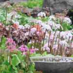 Bergenia: 5 ideas para combinarla en el jardín