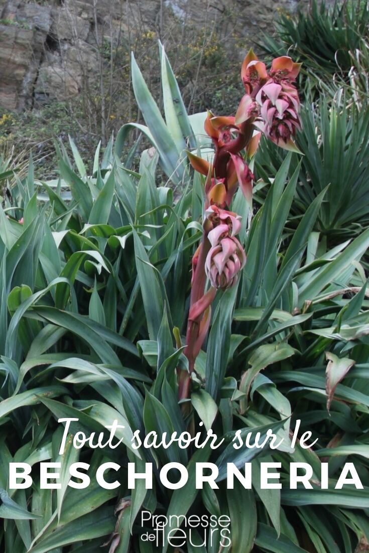 beschorneria, lirio de México