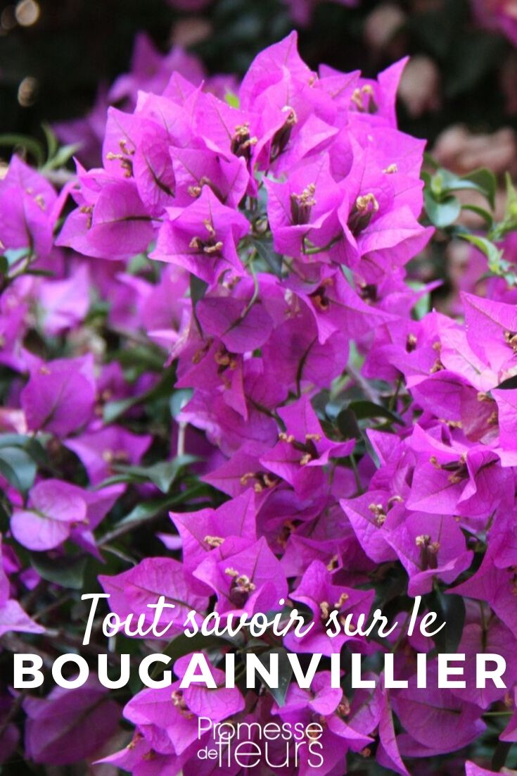 bougainvillea