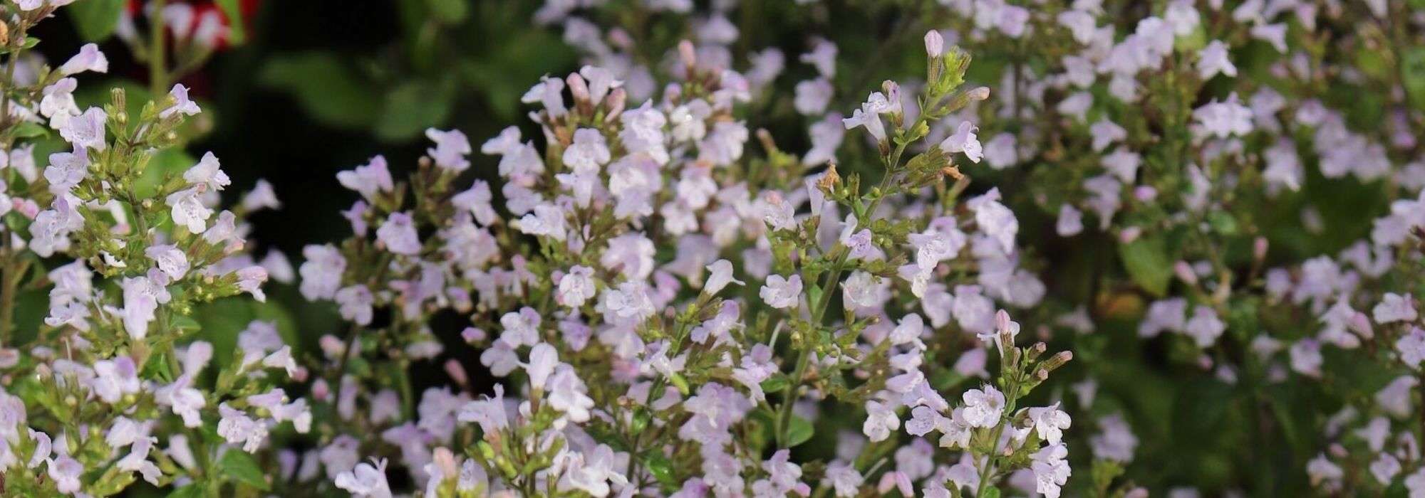 Calaminta, Calamintha: plantar, cuidar, cosechar