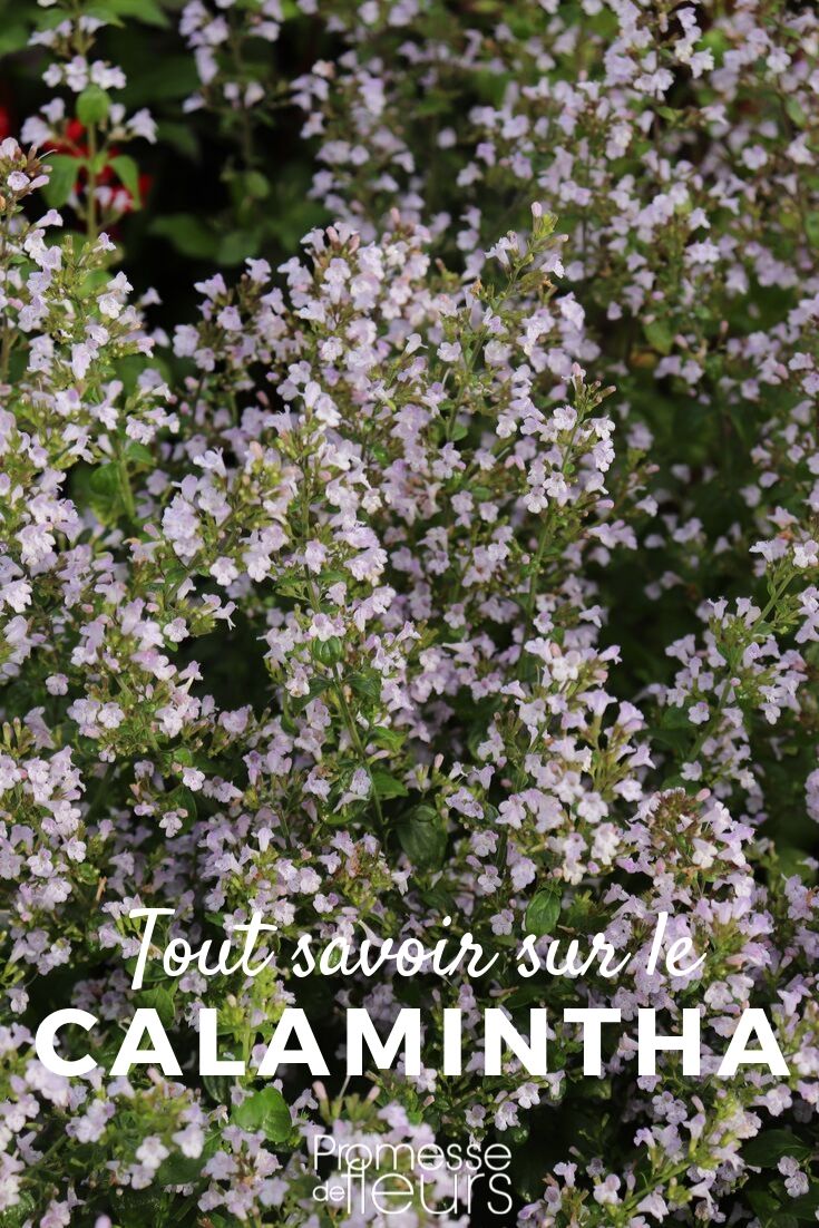 calamento todo lo que necesitas saber