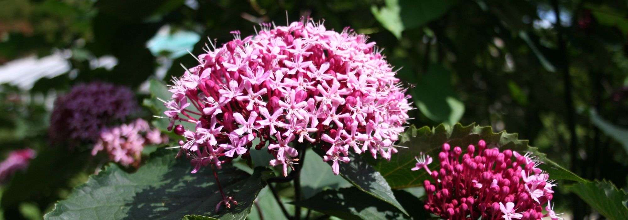 Clerodendro, Árbol del destino: plantar, podar y cuidar