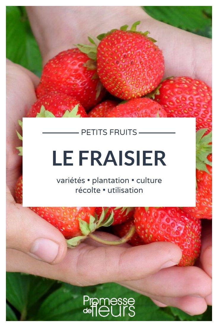 fresa, fragaria