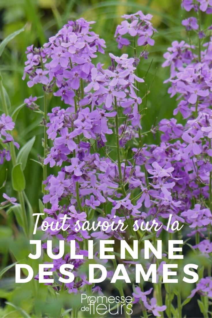Julienne des dames: todo lo que necesitas saber