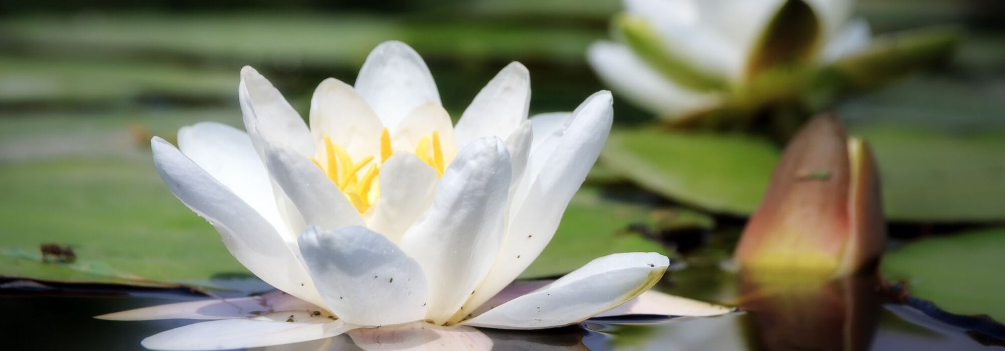 Nenúfar: plantar y cuidar