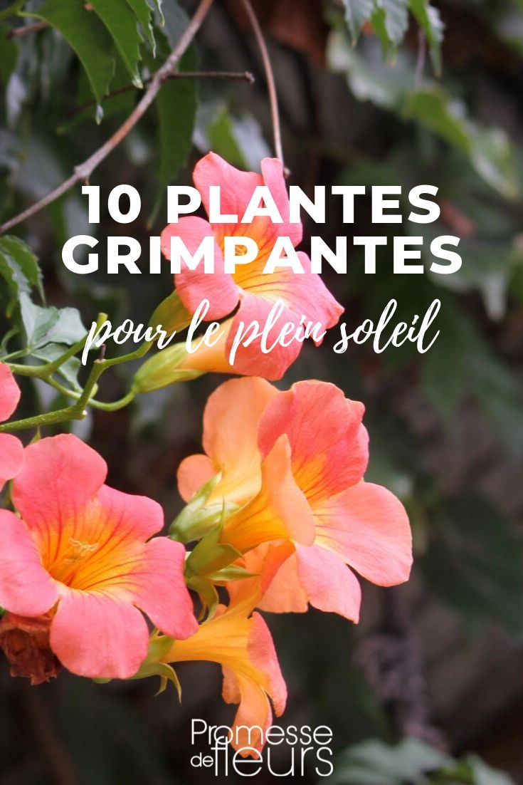 plantas trepadoras para el sol