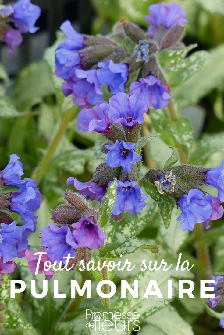 **Pulmonaria: Todo lo que necesitas saber**

La **Pulmonaria**, también conocida como "hierba de los pulmones", es una planta perenne muy apreciada por su follaje decorativo y sus flores tempranas. Originaria de Europa y Asia, esta planta es ideal para añadir color y textura a tu jardín, especialmente en áreas sombreadas.

### Características principales:
- **Follaje**: Las hojas de la Pulmonaria suelen ser lanceoladas y a menudo presentan manchas plateadas o blancas, lo que las hace muy atractivas incluso cuando no están en flor.
- **Flores**: Las flores, que aparecen a principios de la primavera, pueden ser de color rosa, azul, violeta o blanco. Son pequeñas y en forma de campana, agrupadas en racimos.
- **Altura**: Generalmente, la Pulmonaria alcanza una altura de 20 a 40 cm, lo que la hace perfecta para bordes de jardín o como cobertura del suelo.

### Cuidados:
- **Luz**: Prefiere la sombra parcial o total, aunque puede tolerar algo de sol si el suelo se mantiene húmedo.
- **Suelo**: Necesita un suelo rico en humus, bien drenado y ligeramente ácido.
- **Riego**: Mantén el suelo húmedo, especialmente durante los períodos secos. Sin embargo, evita el encharcamiento.
- **Mantenimiento**: Es una planta de bajo mantenimiento. Retira las hojas muertas y las flores marchitas para fomentar un nuevo crecimiento.

### Usos en el jardín:
- **Bordes y borduras**: Su follaje decorativo y sus flores tempranas la hacen ideal para bordes y borduras.
- **Cobertura del suelo**: Es excelente para cubrir áreas sombreadas donde otras plantas podrían tener dificultades para crecer.
- **Jardines de sombra**: Perfecta para jardines de sombra, combinada con otras plantas como hostas y helechos.

### Variedades populares:
- **Pulmonaria officinalis**: Conocida por sus hojas manchadas y flores que cambian de rosa a azul.
- **Pulmonaria saccharata**: Destaca por sus hojas plateadas y flores azules o rosadas.
- **Pulmonaria 'Raspberry Splash'**: Una variedad con flores de color frambuesa y hojas muy decorativas.

La Pulmonaria es una planta versátil y resistente que puede añadir un toque de color y elegancia a cualquier jardín, especialmente en áreas donde otras plantas podrían no prosperar. ¡No dudes en incluirla en tu próximo proyecto de jardinería!
