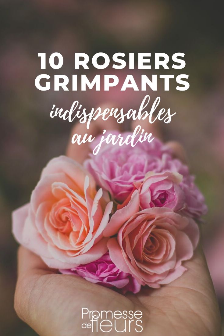 rosales trepadoras: las opciones seguras