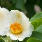 Stewartia pseudocamellia, falsa camelia: plantación, poda, cuidados