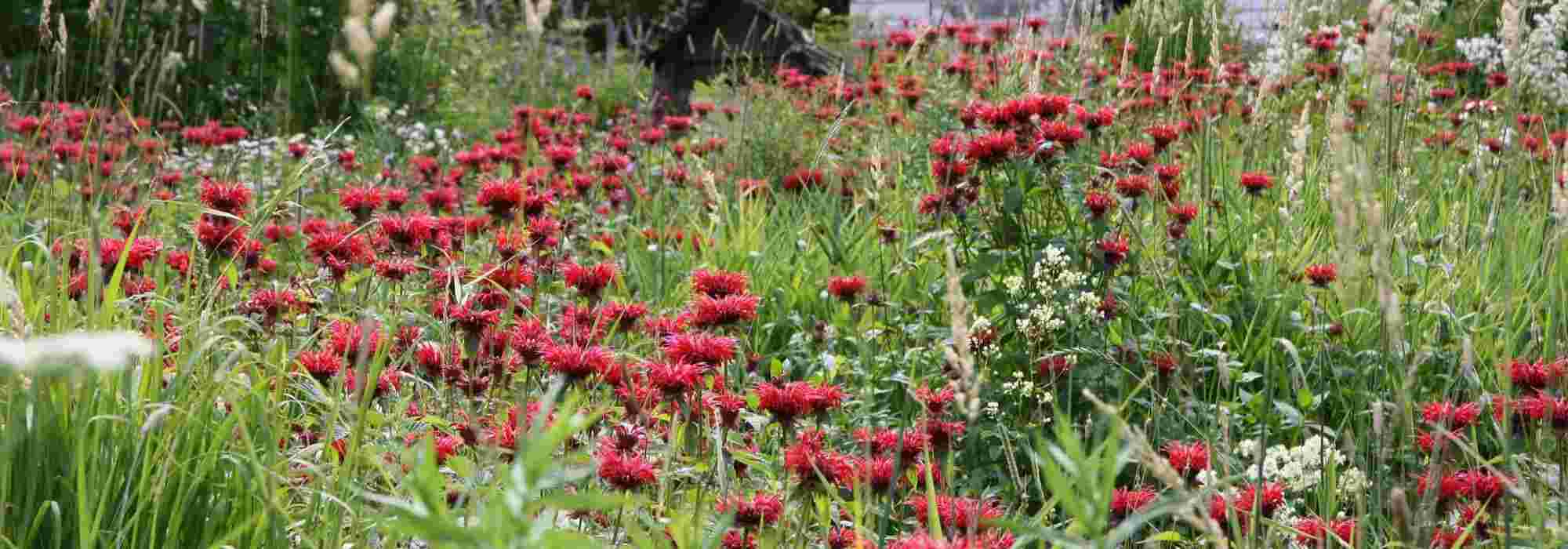 10 vivaces de flores rojas que no pueden faltar en tu jardín