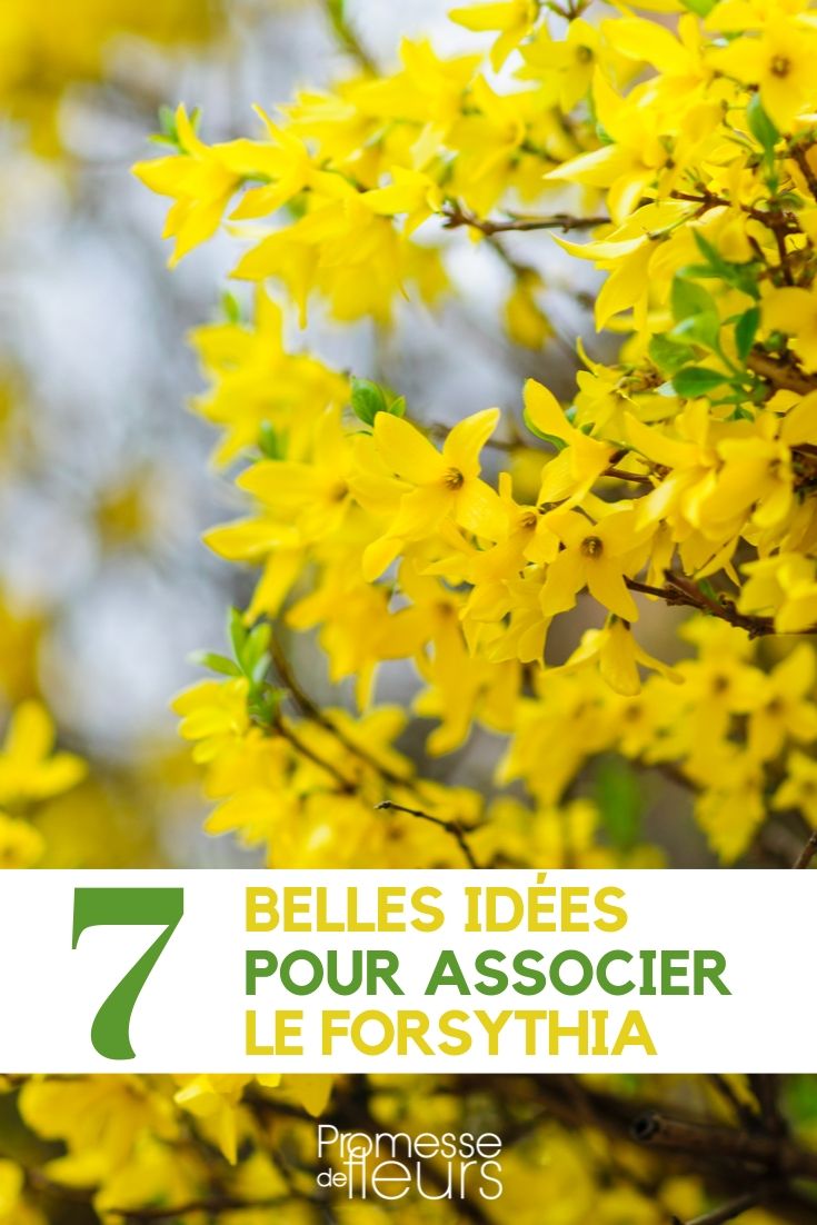 Forsythia: ideas para combinarlo