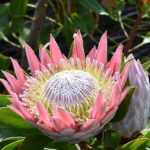 Proteas: plantar, cultivar y cuidar