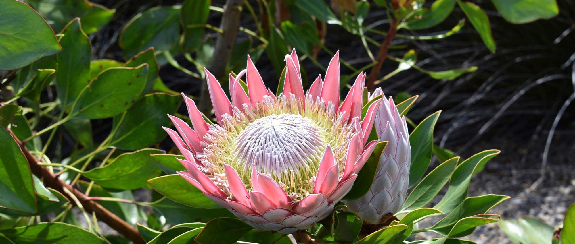Proteas: plantar, cultivar y cuidar