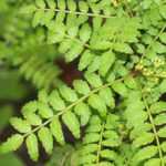 Pimentero de Sichuan, Zanthoxylum: plantar, cultivar y cosechar