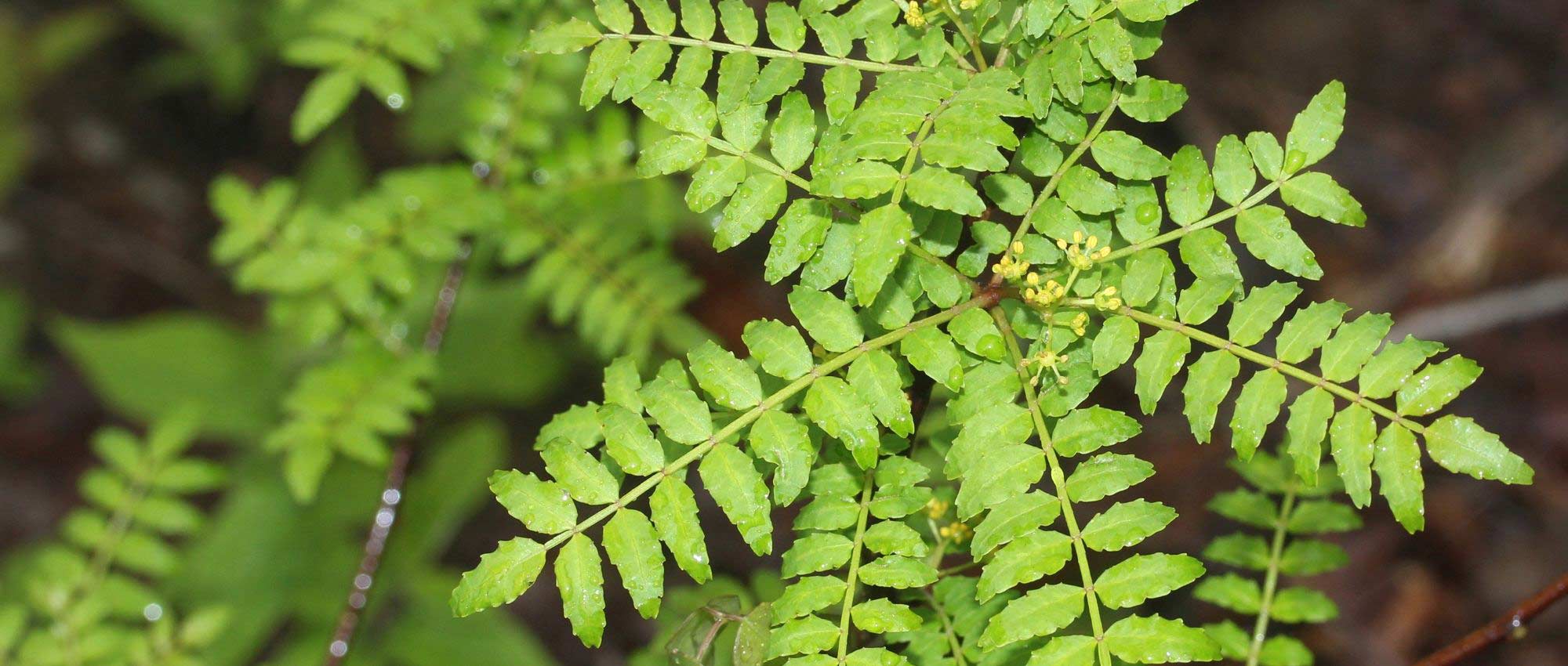 Pimentero de Sichuan, Zanthoxylum: plantar, cultivar y cosechar