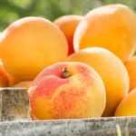 Albaricoquero: plantación, poda, cuidados