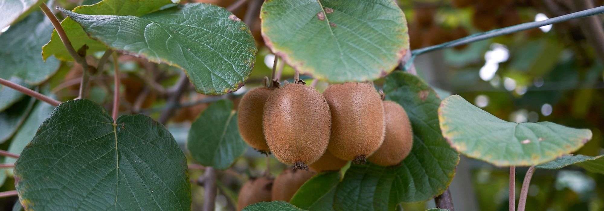 Actinidia, árbol del Kiwi: plantar, podar, cosechar