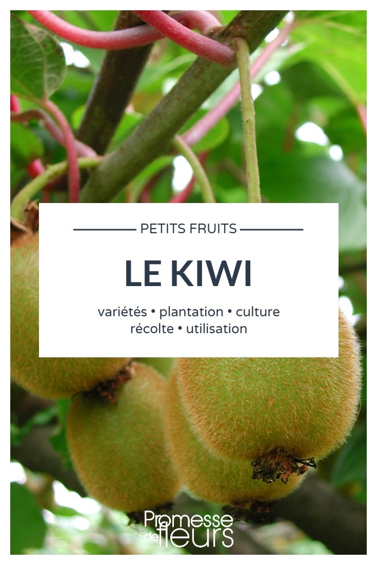 **Actinidia, árbol de kiwi**  

El **Actinidia**, comúnmente conocido como **árbol de kiwi**, es una planta trepadora originaria de Asia, famosa por sus deliciosos frutos: los kiwis. Aunque técnicamente no es un árbol, sino una enredadera leñosa, su cultivo es muy apreciado tanto en huertos como en jardines ornamentales.  

### Características principales  
- **Hojas**: Grandes, de color verde intenso y con forma de corazón.  
- **Flores**: Pequeñas, blancas y fragantes, que aparecen en primavera.  
- **Frutos**: Los kiwis son bayas ovaladas, de piel marrón y pulpa verde o amarilla, ricas en vitamina C.  

### Cultivo  
El **Actinidia** es una planta dioica, lo que significa que existen plantas masculinas y femeninas. Para obtener frutos, es necesario plantar al menos una planta masculina junto a varias femeninas.  

- **Clima**: Prefiere climas templados, aunque algunas variedades son resistentes al frío.  
- **Suelo**: Bien drenado, fértil y ligeramente ácido.  
- **Exposición**: Pleno sol o semisombra.  

### Cuidados  
- **Riego**: Regular, especialmente durante la floración y el desarrollo de los frutos.  
- **Poda**: Necesaria para controlar su crecimiento y favorecer la producción de frutos.  
- **Soporte**: Requiere estructuras como pérgolas o espalderas para trepar.  

### Variedades populares  
- **Actinidia deliciosa**: La variedad más común, que produce los kiwis verdes.  
- **Actinidia arguta**: Conocida como "kiwi baby", produce frutos más pequeños y de piel lisa.  
- **Actinidia kolomikta**: Valorada por su follaje decorativo, con hojas variegadas en tonos rosados y blancos.  

### Usos  
Además de su valor ornamental, el **Actinidia** es una excelente opción para huertos familiares, ya que sus frutos son nutritivos y versátiles en la cocina.  

Si buscas una planta que combine belleza y productividad, el **árbol de kiwi** es una elección perfecta. ¡Anímate a cultivarlo y disfruta de tus propios kiwis!