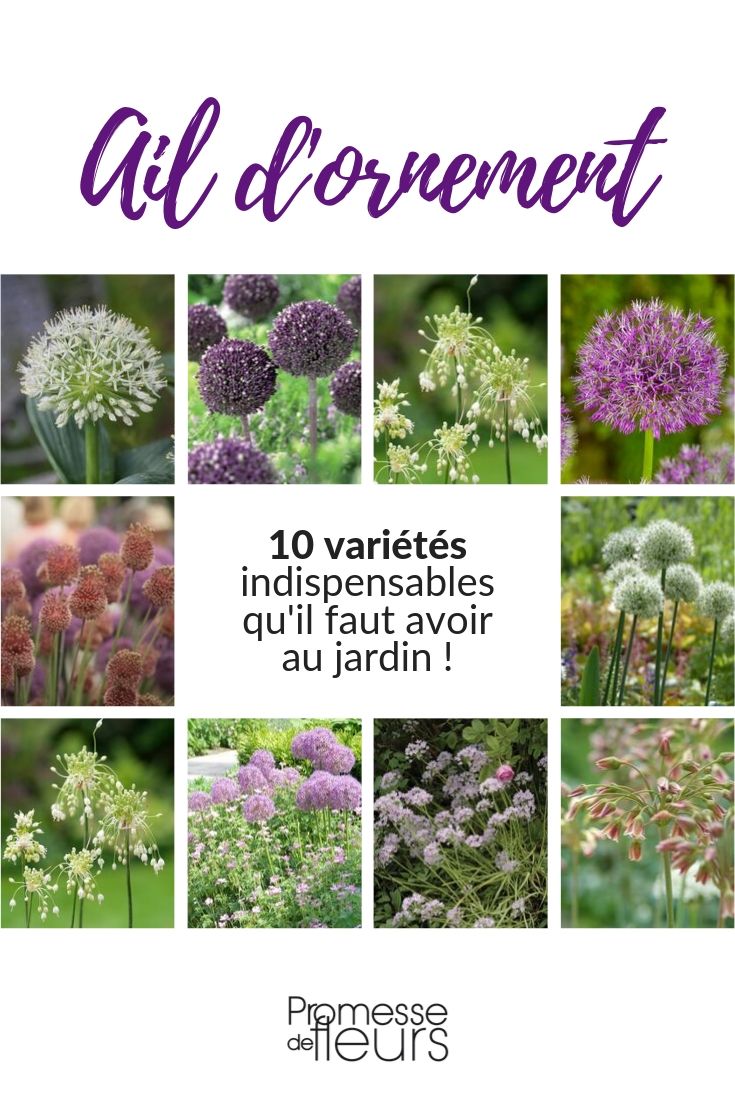 Ajo ornamental: 10 variedades imprescindibles en el jardín