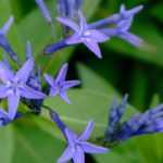 Amsonia, Amsonia: plantar y cuidar