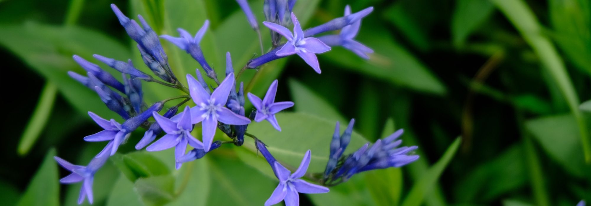 Amsonia, Amsonia: plantar y cuidar