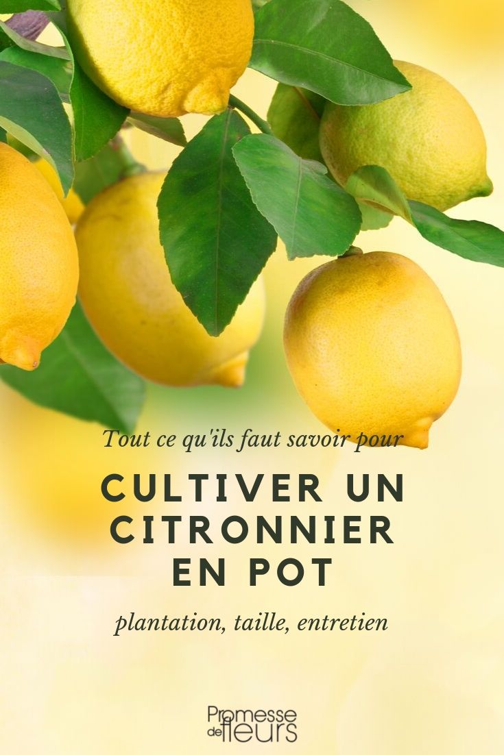Limón en maceta: cultivo y cuidados