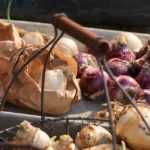 ¿Cómo conservar bulbos, antes y después de la floración?