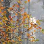 ¿Por qué las hojas cambian de color y caen en otoño?