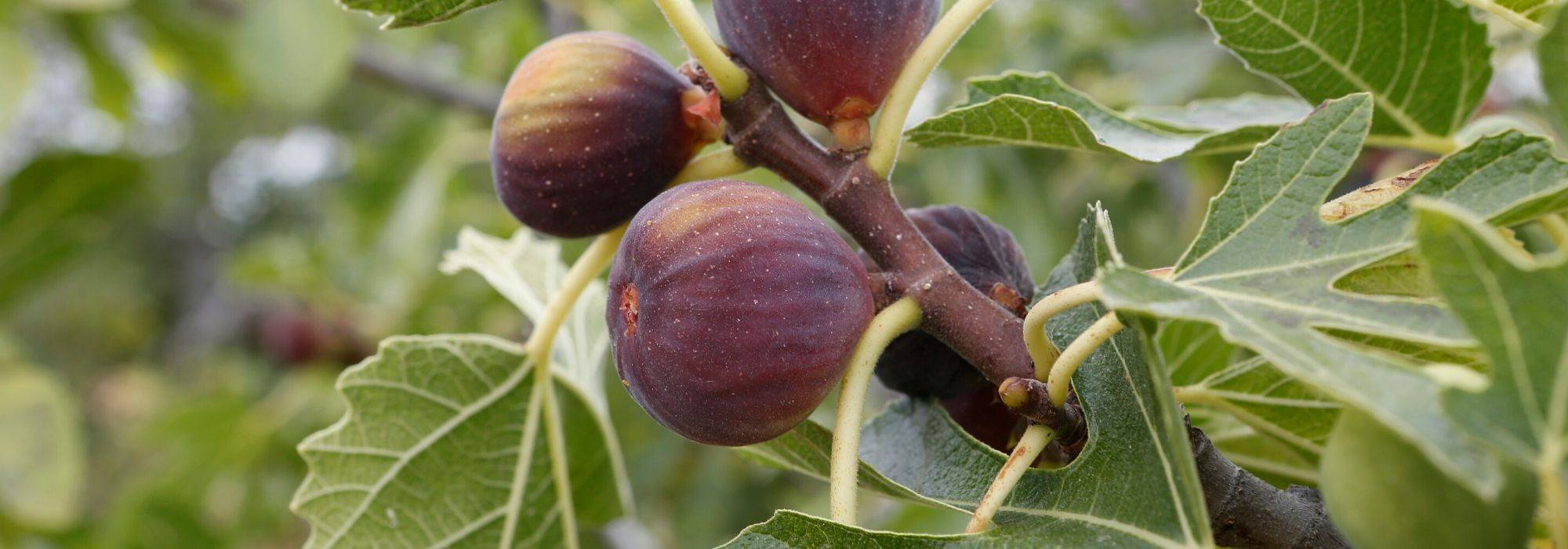 Higuera, Ficus carica: plantar, podar y cuidar