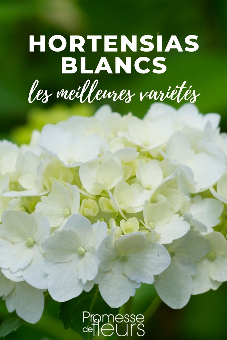 Hortensia blanco: los mejores