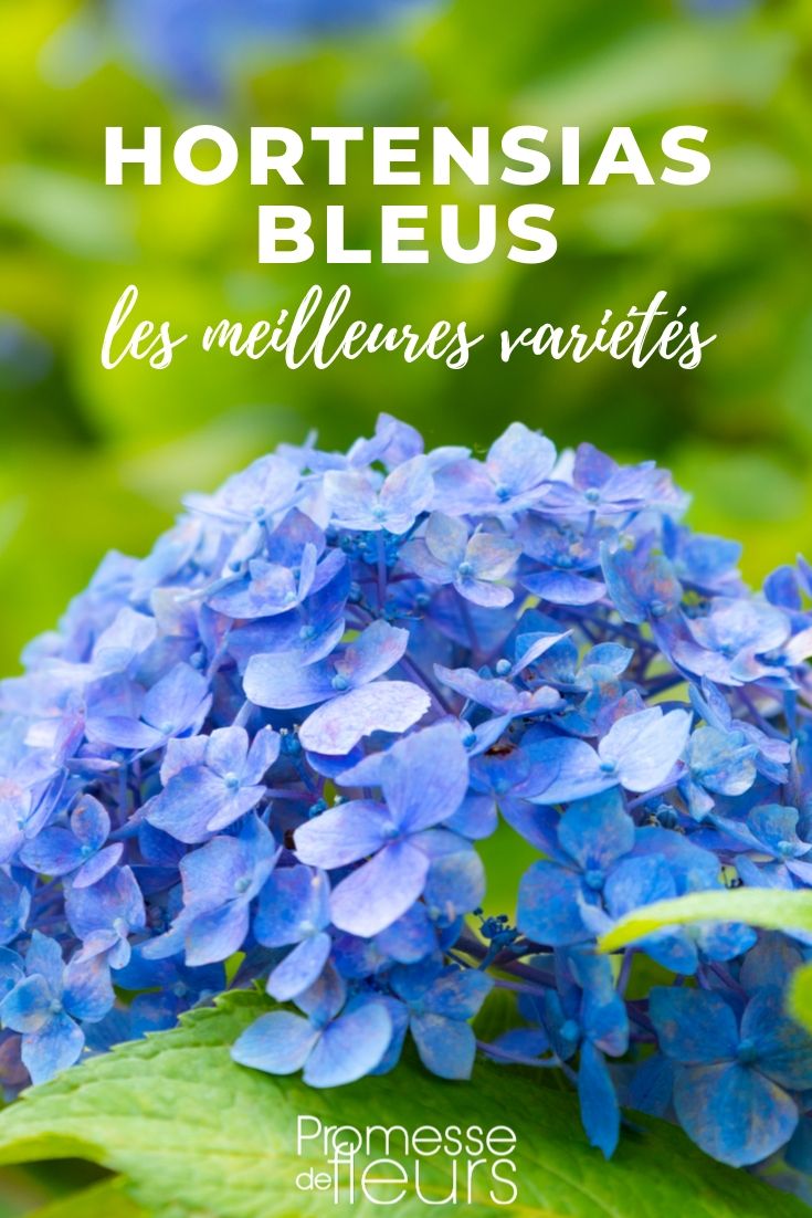 Hortensias de flores azules: los mejores