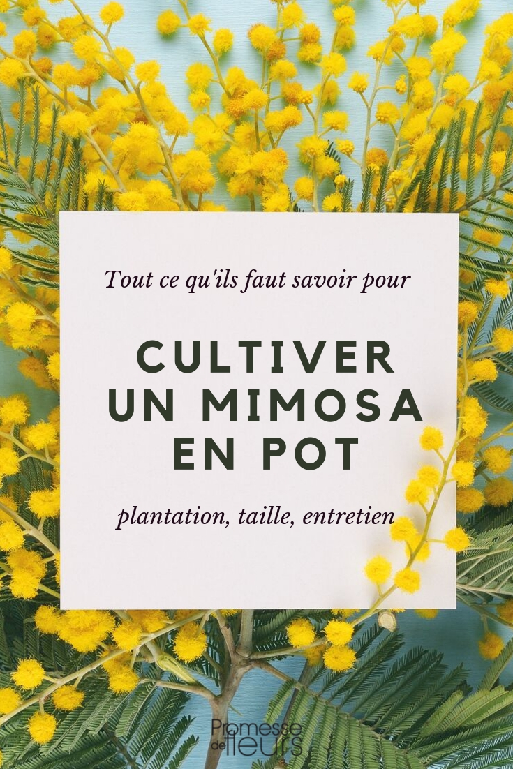 Mimosa en maceta: consejos de cultivo