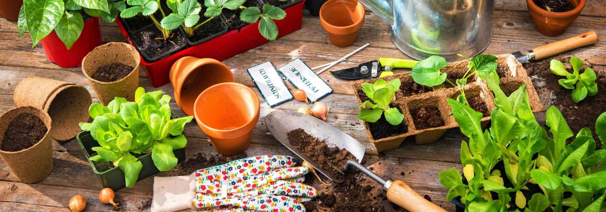 5 formas de conseguir plantas gratis