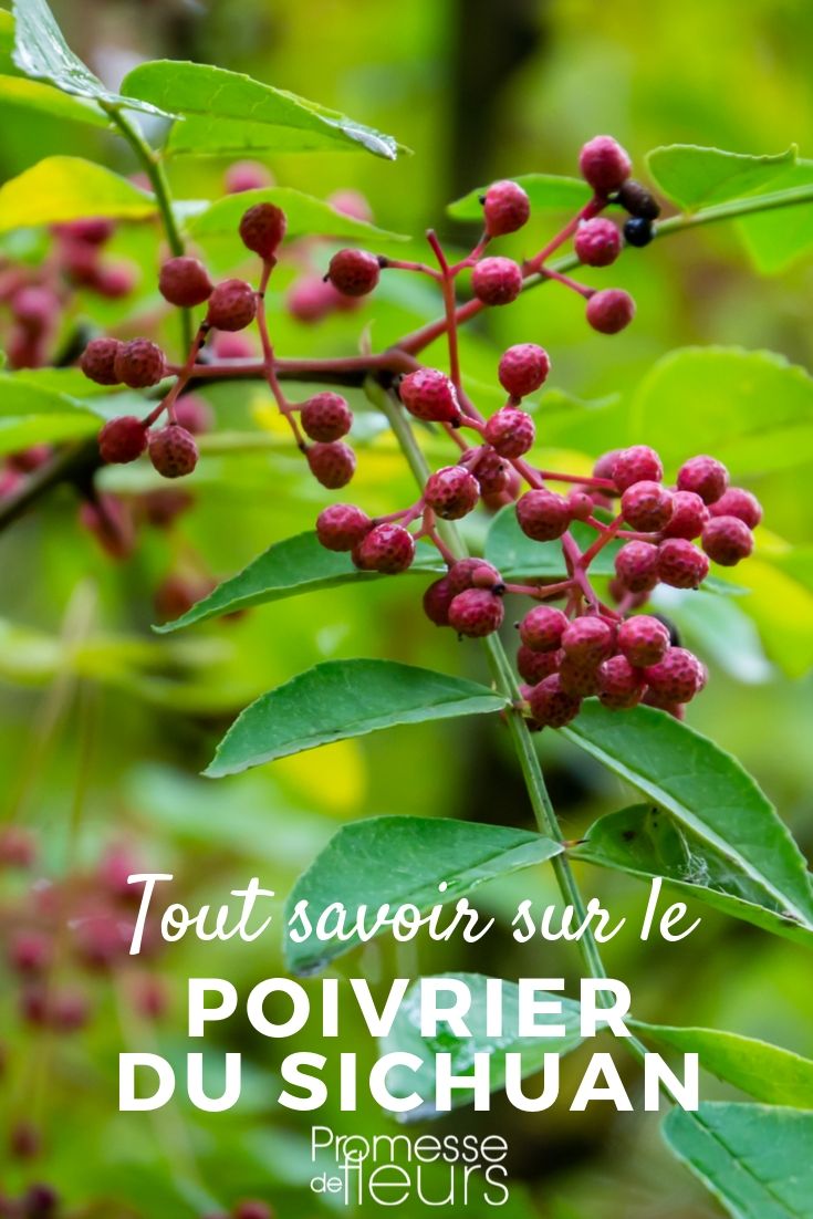 Pimentero de Sichuan: cultivo